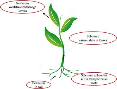 An Overview of Selenium Uptake, Metabolism, and Toxicity in Plants